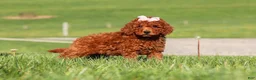 Miniature Labradoodle dogs for sale: Tilly - Ad 2