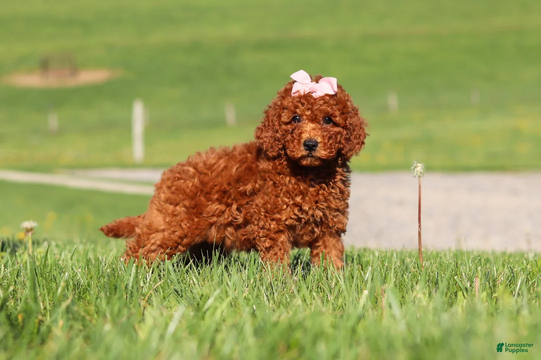 Miniature Labradoodle dogs for sale: Tilly - Ad 2