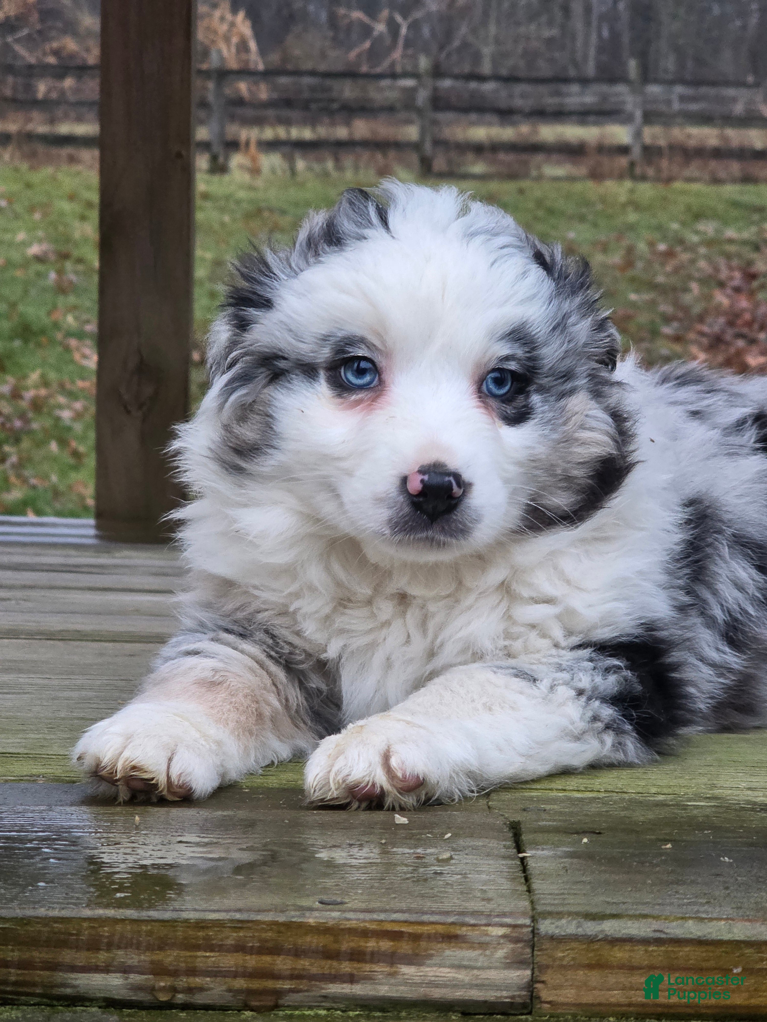 Australian Shepherd dogs for sale: Jasmine - Ad 3