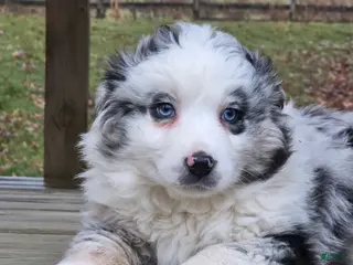 Australian Shepherd dogs Jasmine - Ad 10