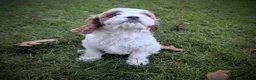 Cavapoo dogs for sale: Mr Benny - Ad 15
