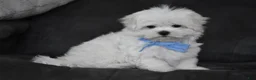 Maltese dogs for sale: Teddy - Ad 13