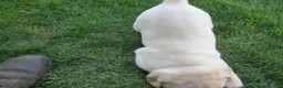 Labrador Retriever dogs for sale: Labrador Retriever Puppy 3 - Ad 19