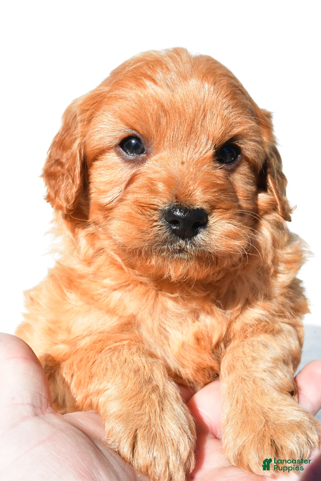Mini Goldendoodle dogs for sale: Bentley - Ad 11