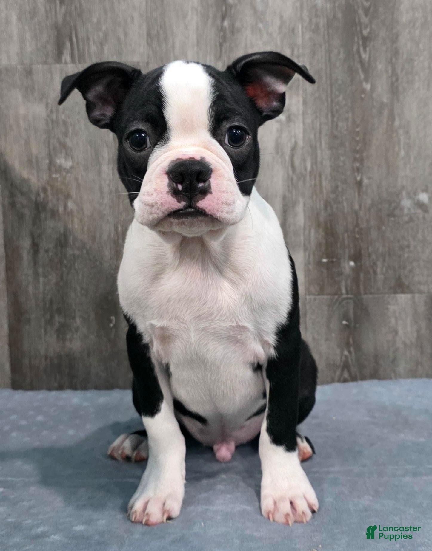 Boston Terrier dogs Jamie Boston Terrier  - Ad 1