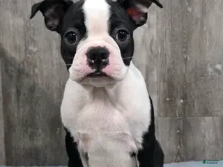 Boston Terrier dogs Jamie Boston Terrier - Ad 1