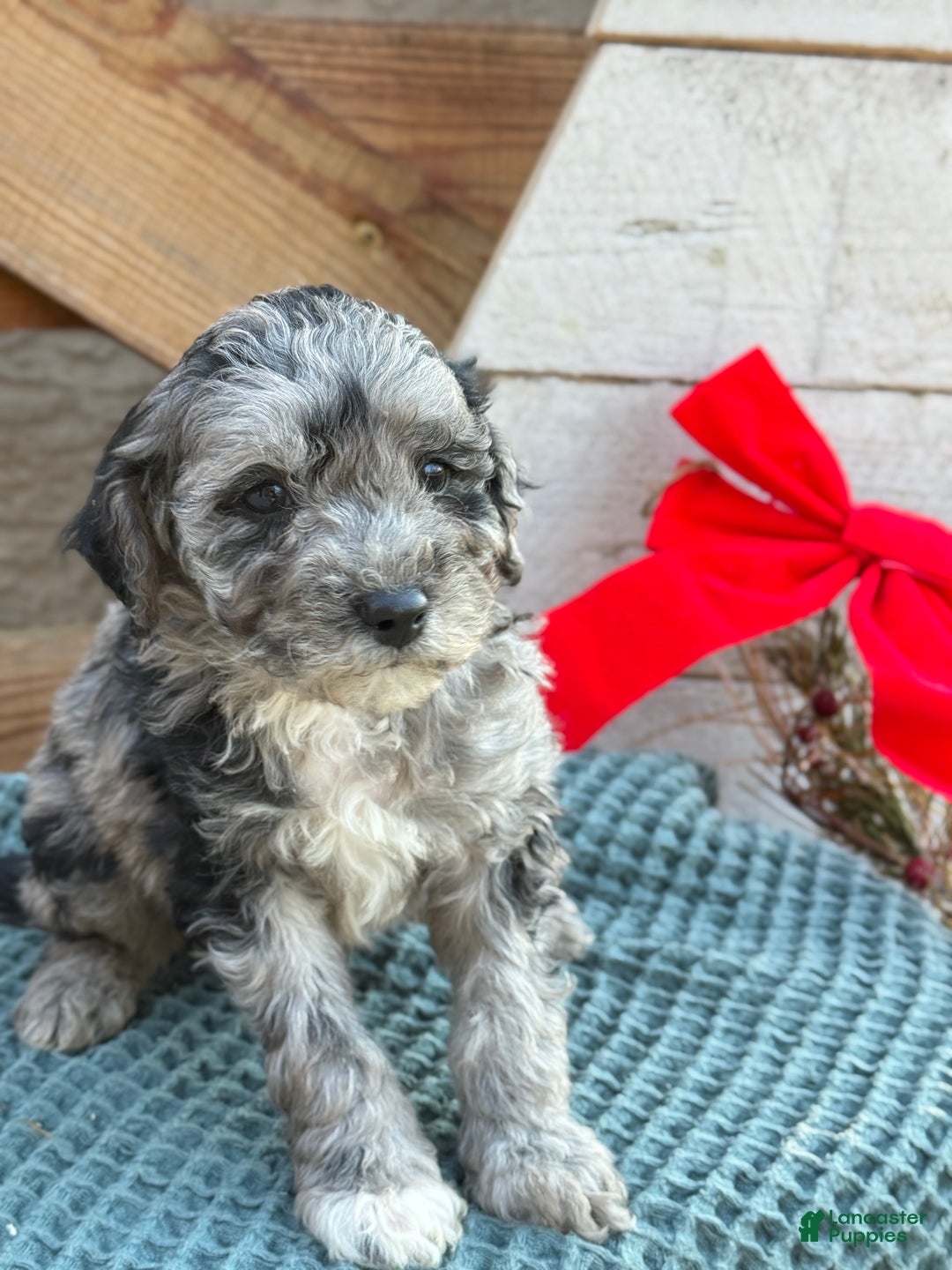 Bichpoo dogs for sale: Alvin - Ad 4