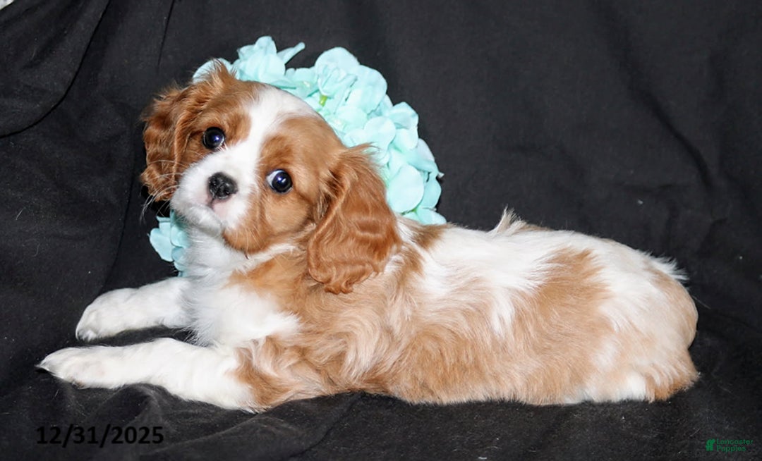 Cavalier King Charles Spaniel dogs for sale: Precious - Ad 2