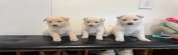 German Shepherd dogs for sale: RiRi - Ad 10
