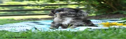 English Cocker Spaniel dogs for sale: Nugget - Ad 3