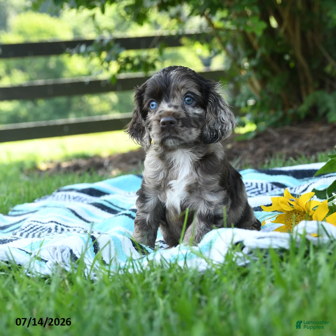 English Cocker Spaniel dogs for sale: Nugget - Ad 3