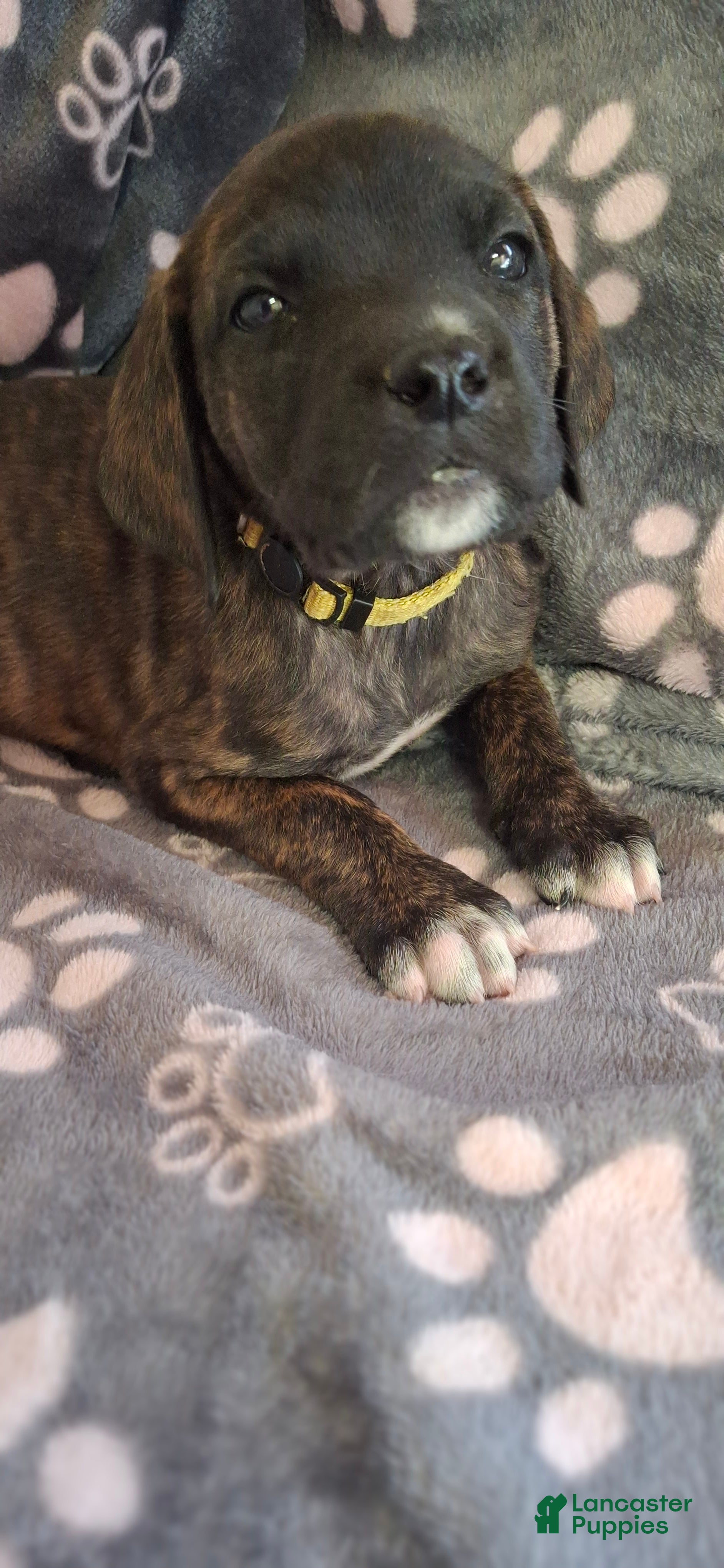 English Mastiff dogs Aspen, Brindle English Mastiff Puppy - Ad 6