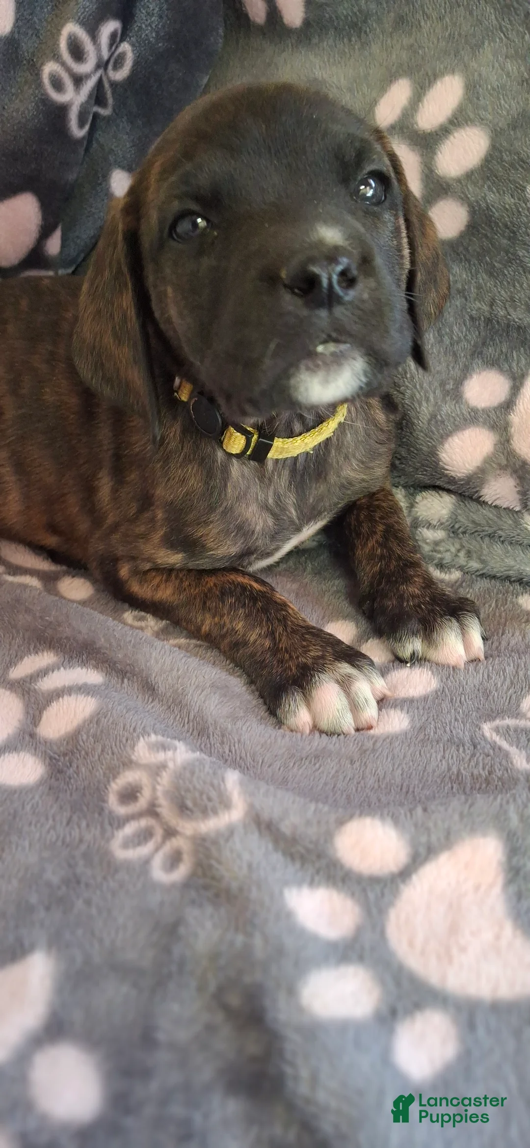 English Mastiff dogs for sale: Aspen, Brindle English Mastiff Puppy - Ad 1