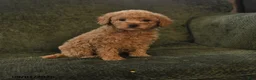 Miniature Poodle dogs for sale: Harper - Ad 1