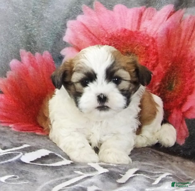 Teddy Bear dogs Bud - Ad 1