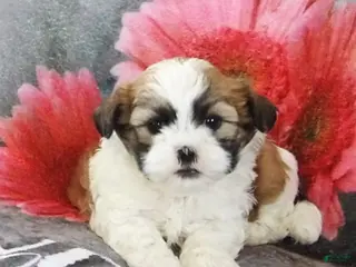 Teddy Bear dogs for sale: Bud - Ad 4