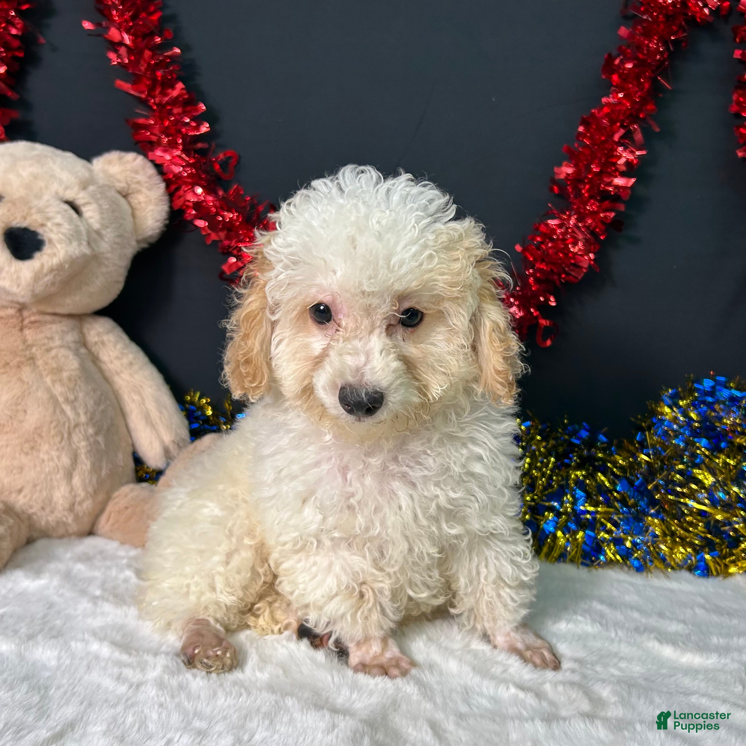 Toy Poodle dogs Biscuit - Ad 32