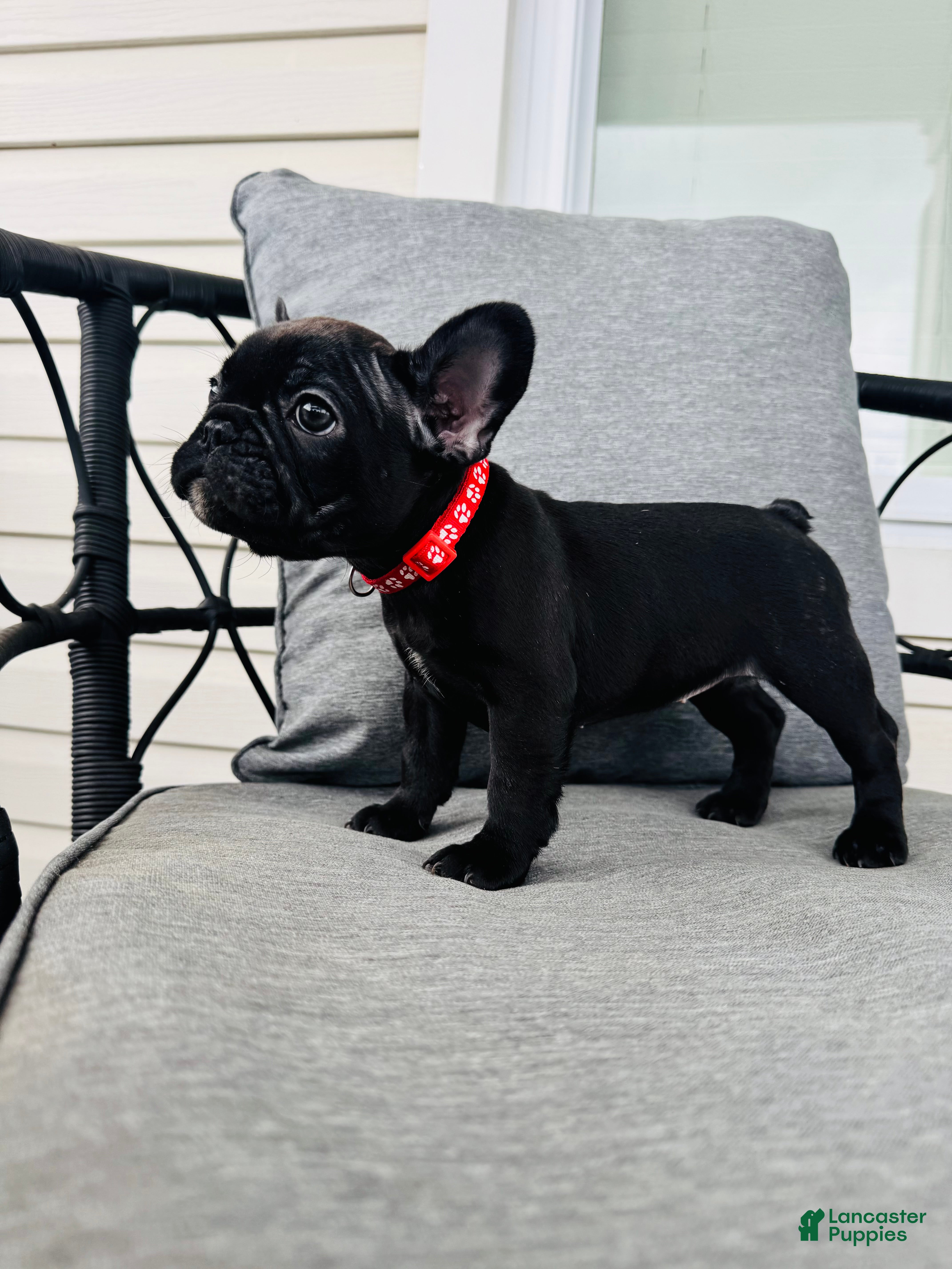 French Bulldog dogs for sale: French Bulldog Puppy 4 - Ad 2
