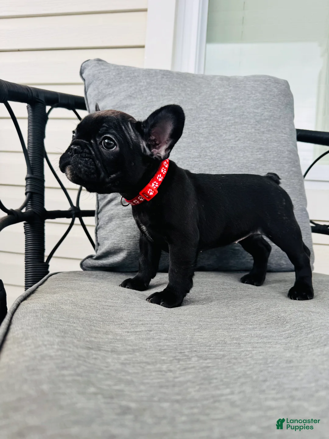 French Bulldog dogs for sale: French Bulldog Puppy 4 - Ad 1