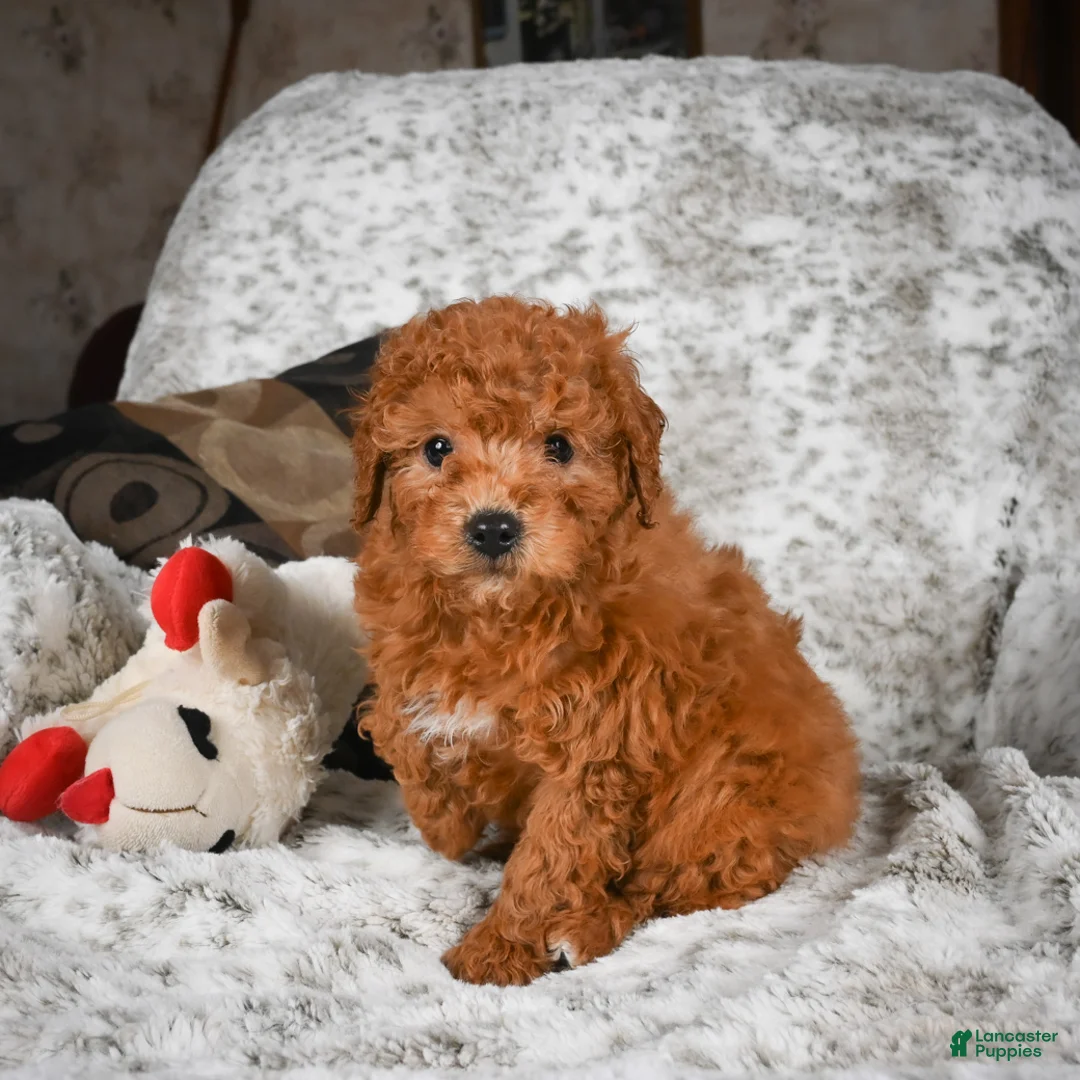 Cavapoo dogs for sale: Carl - Ad 13