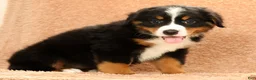 Bernese Mountain Dog dogs for sale: Flower - Ad 7