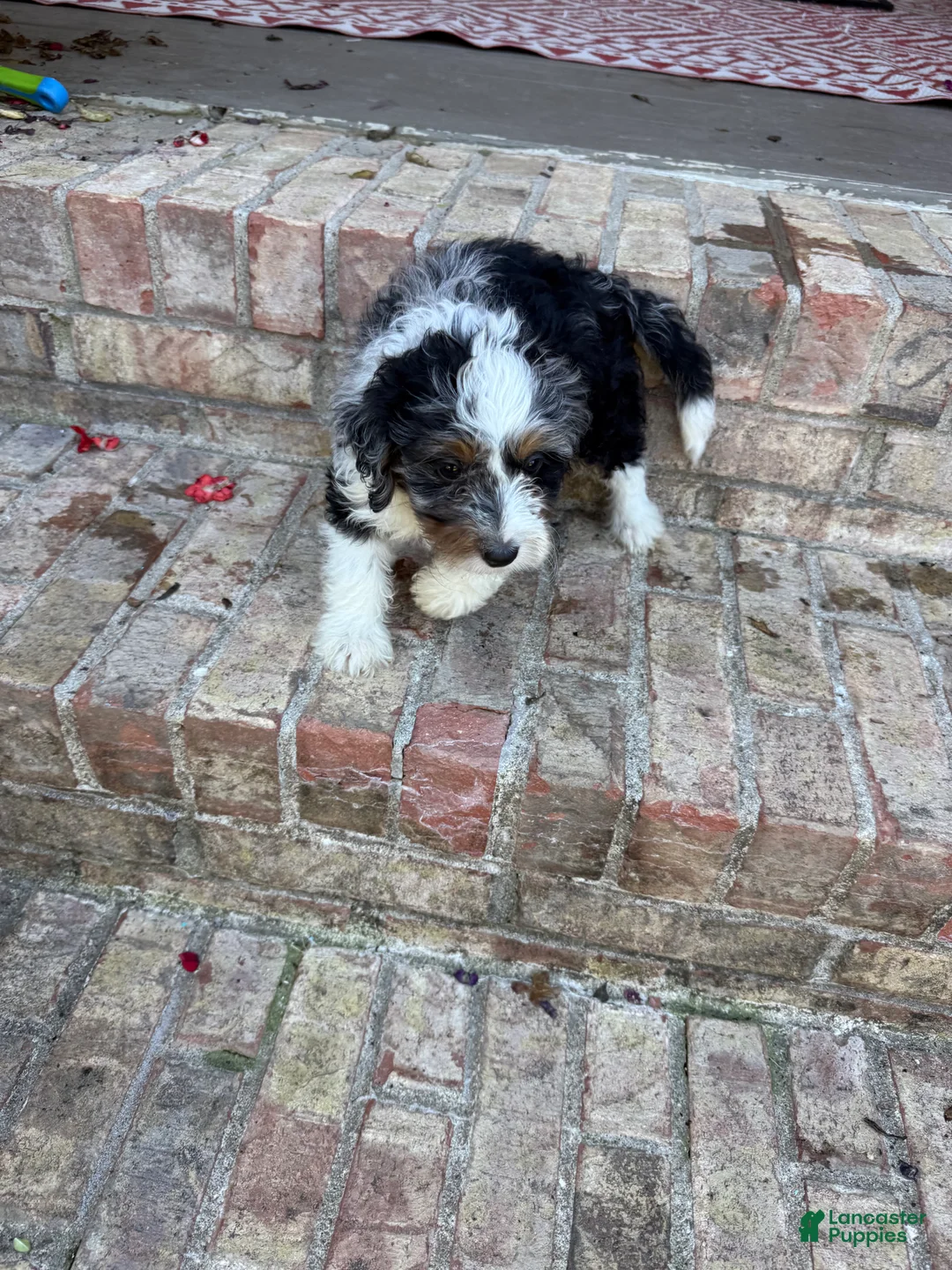 Mini Bernedoodle dogs for sale: Dash  - Ad 6