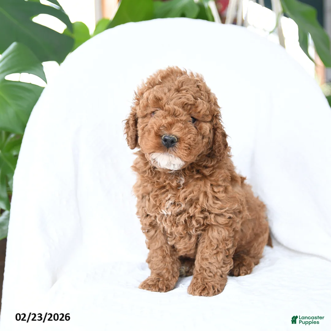 Mini Goldendoodle dogs for sale: Toasty - Ad 3