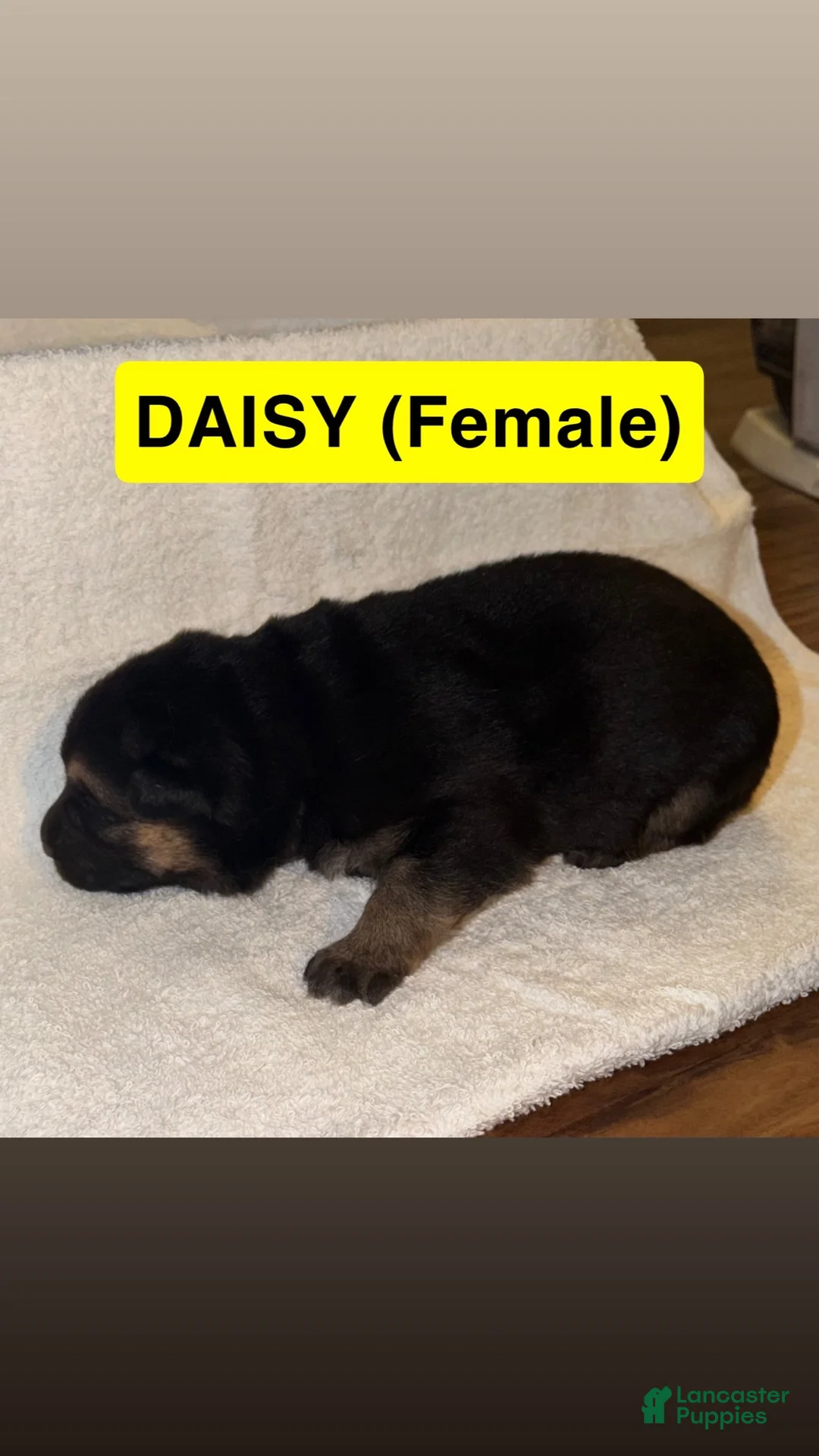 German Shepherd dogs for sale: Daisy - Ad 1