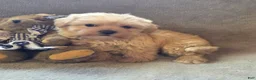 Maltipoo dogs for sale: Ruby - Ad 2