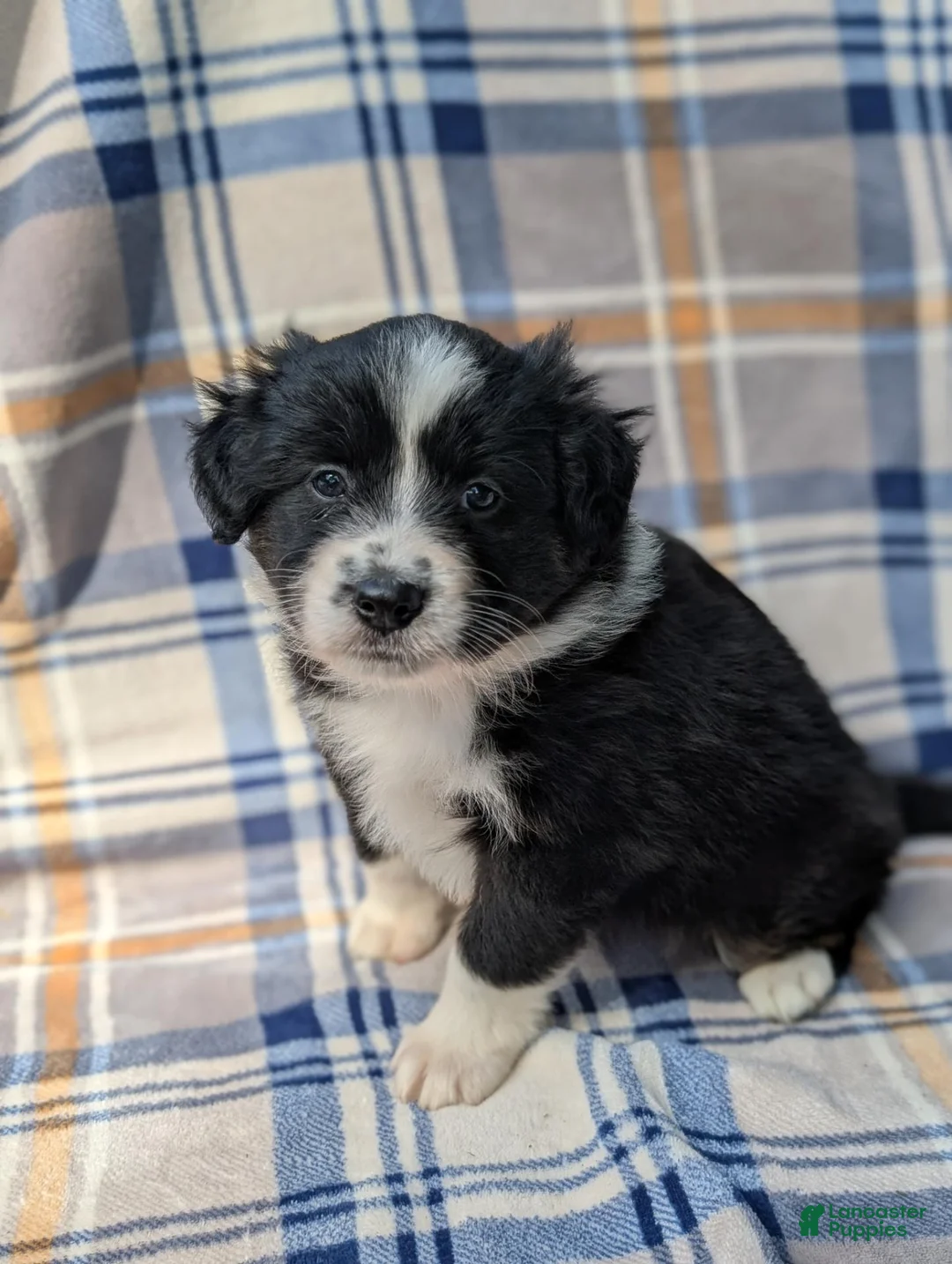 Australian Shepherd dogs for sale: Lilly - Ad 2