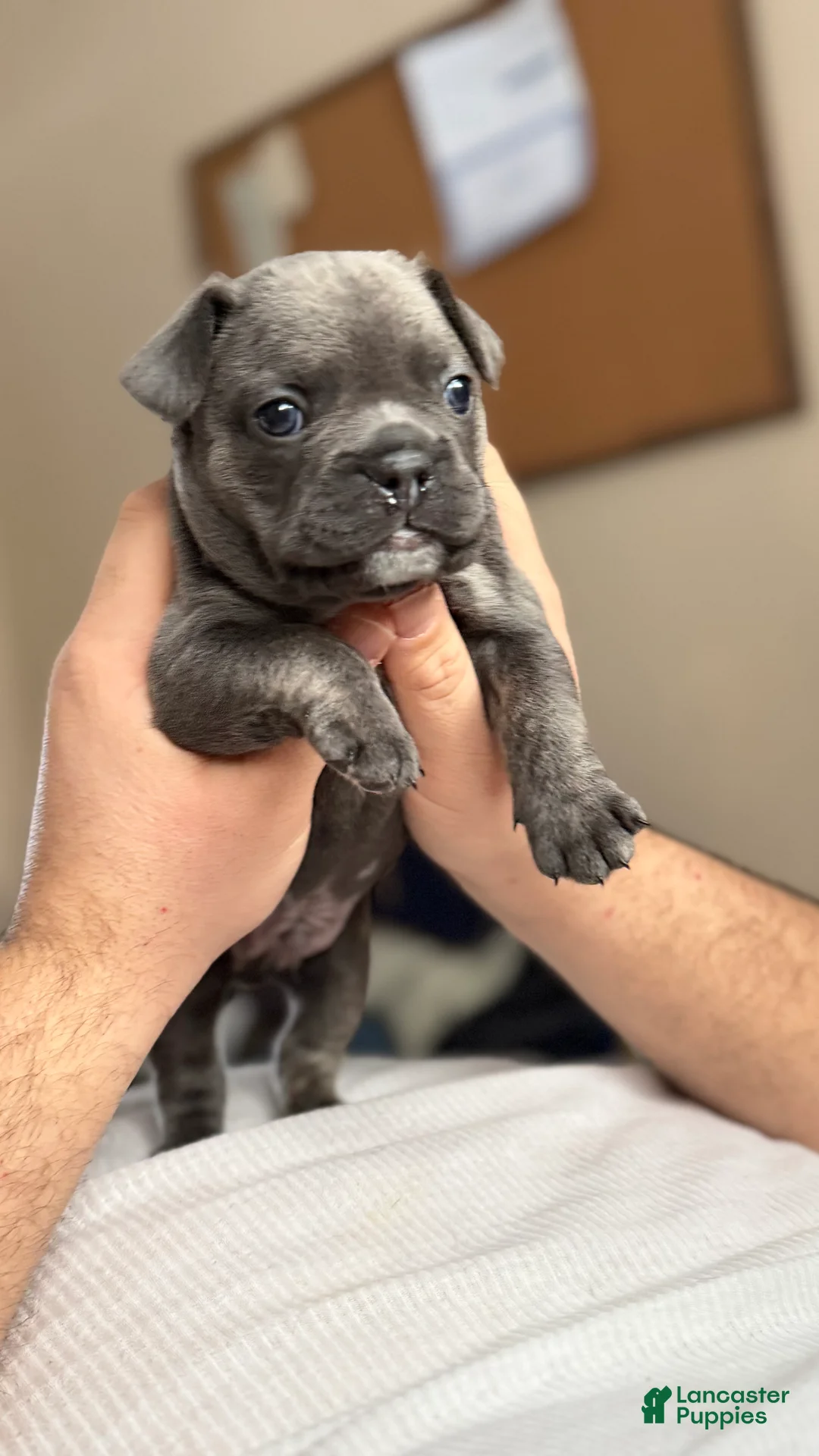 French Bulldog dogs for sale: Hulk - Ad 1