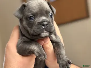 French Bulldog dogs Hulk - Ad 10