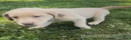 Labrador Retriever dogs for sale: Labrador Retriever 1 - Ad 8