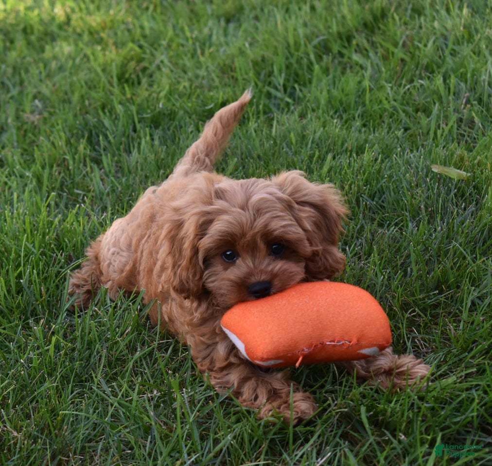 Cavapoo dogs Ranger  - Ad 2