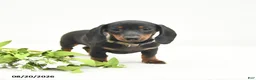 Miniature Dachshund dogs for sale: Lucy Lu - Ad 3