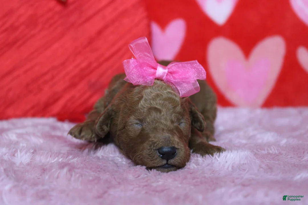 Goldendoodle dogs for sale: Pepper - Ad 4
