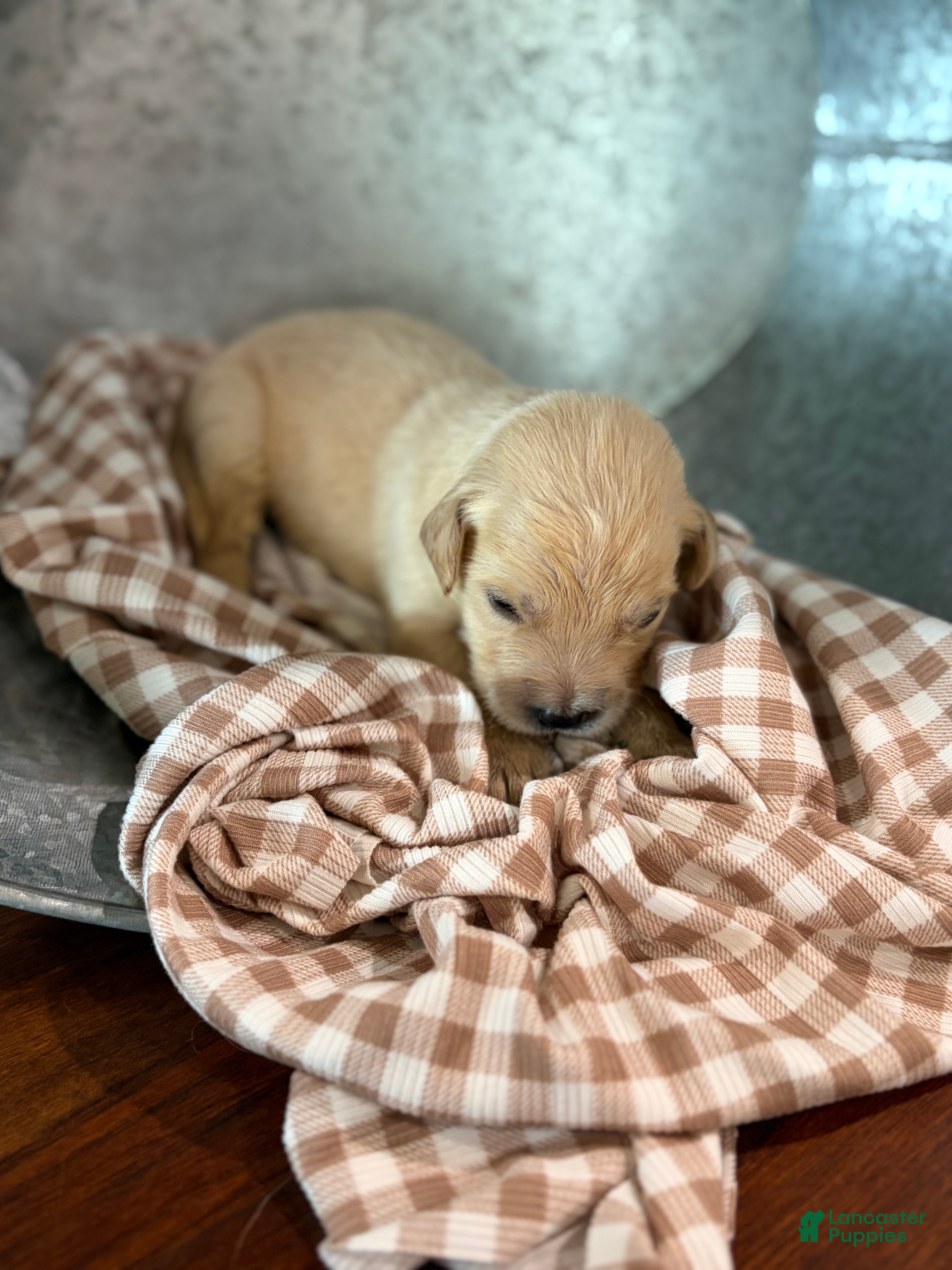 Golden Retriever dogs Golden Retriever 2 - Ad 1