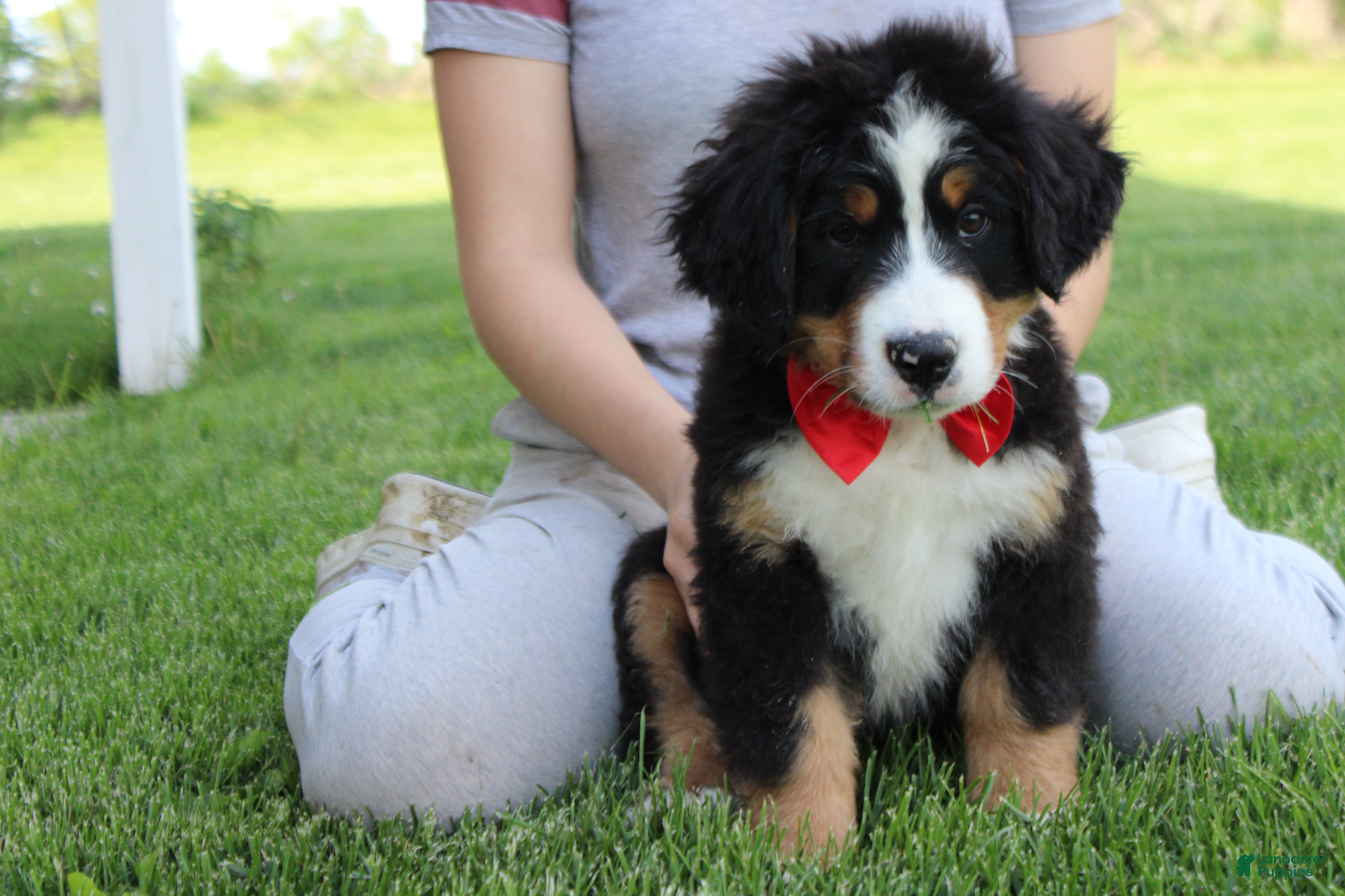 Bernese Mountain Dog dogs Cooper  - Ad 2