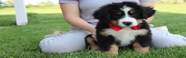Cooper 
