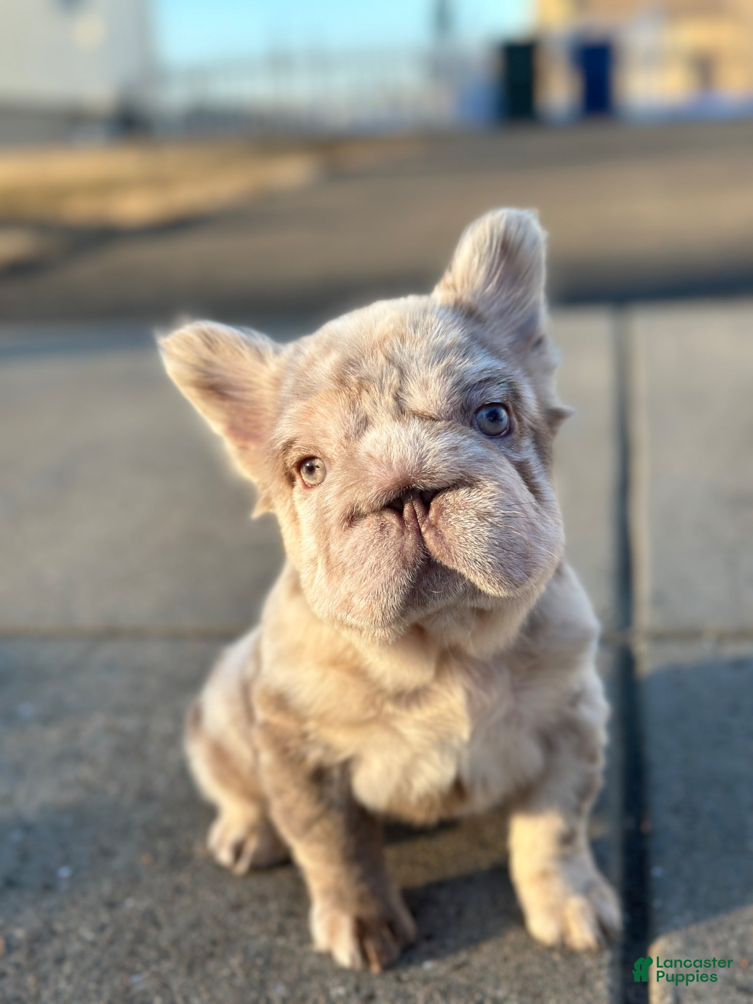 French Bulldog dogs  Female Micro French Bulldog Puppy Henny - Ad 1