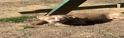 American Bully dogs for sale: Brown Sugar - Ad 5