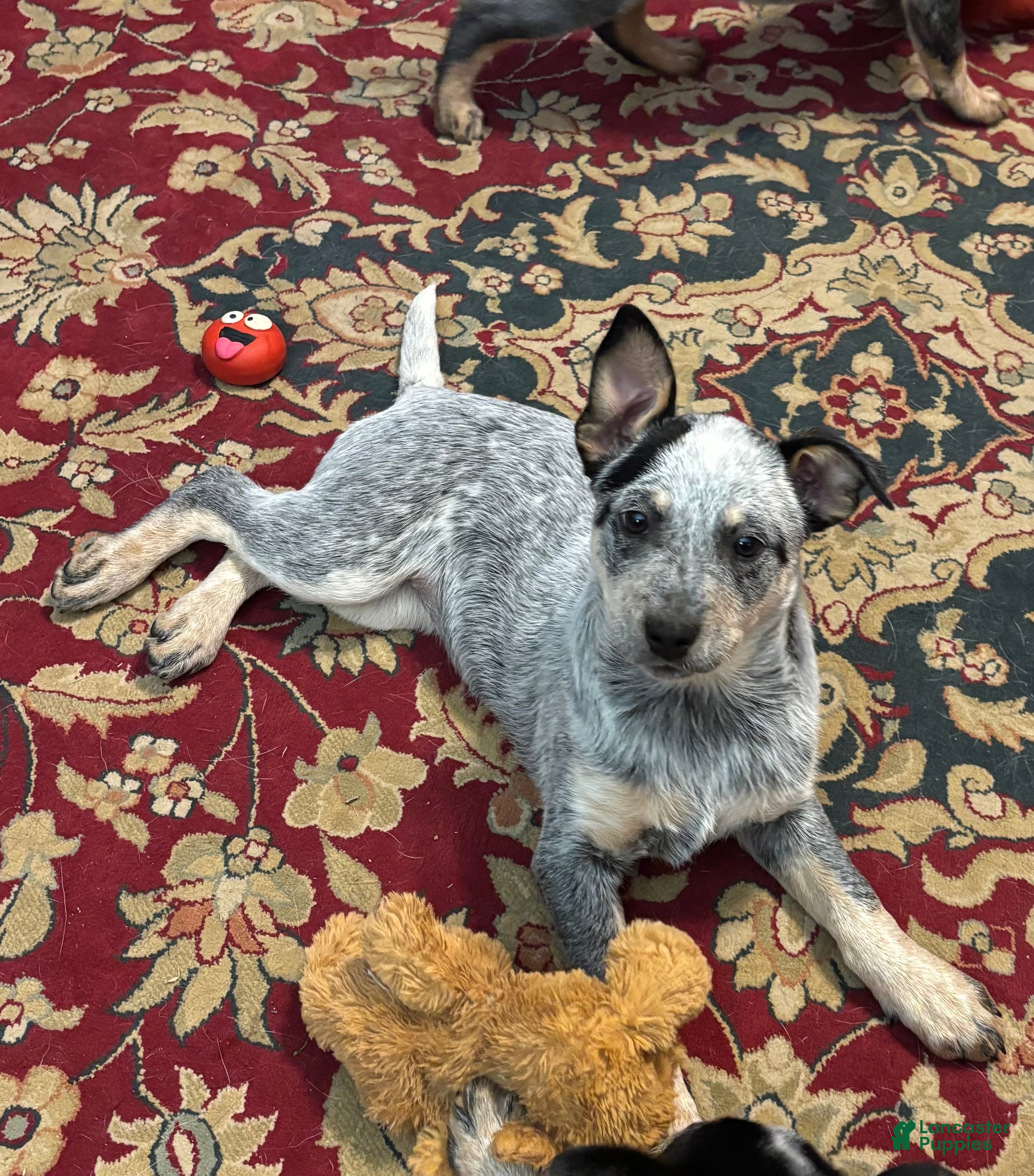 Australian Cattle Dog dogs Fancy - Ad 6