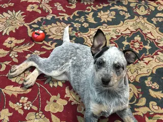 Australian Cattle Dog dogs Fancy - Ad 6