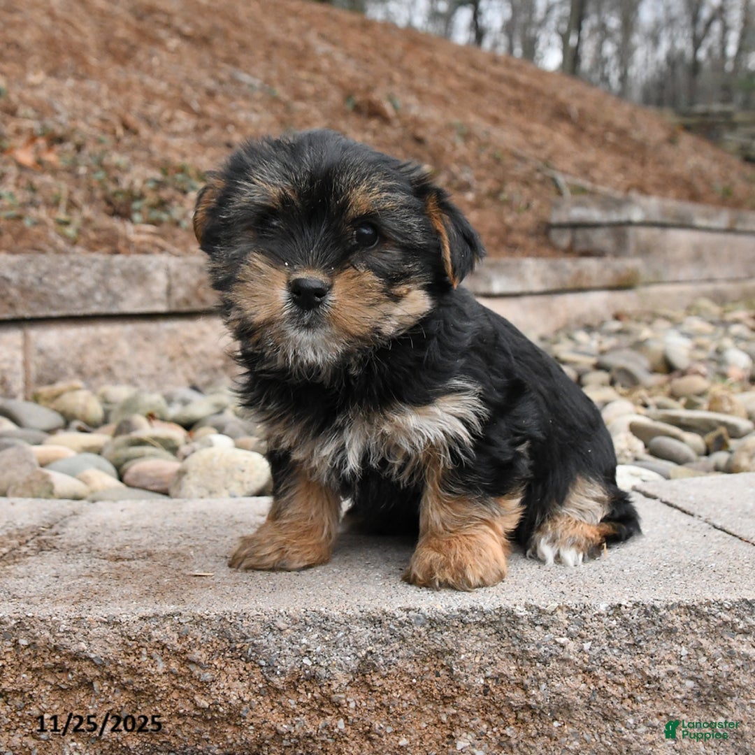 Morkie dogs for sale: Indie - Ad 1