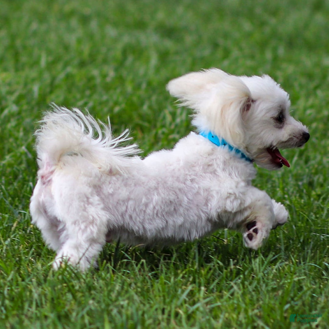 Maltese dogs for sale: Sterling - Ad 10