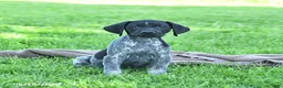 German Shorthaired Pointer dogs for sale: Rocky - Ad 1