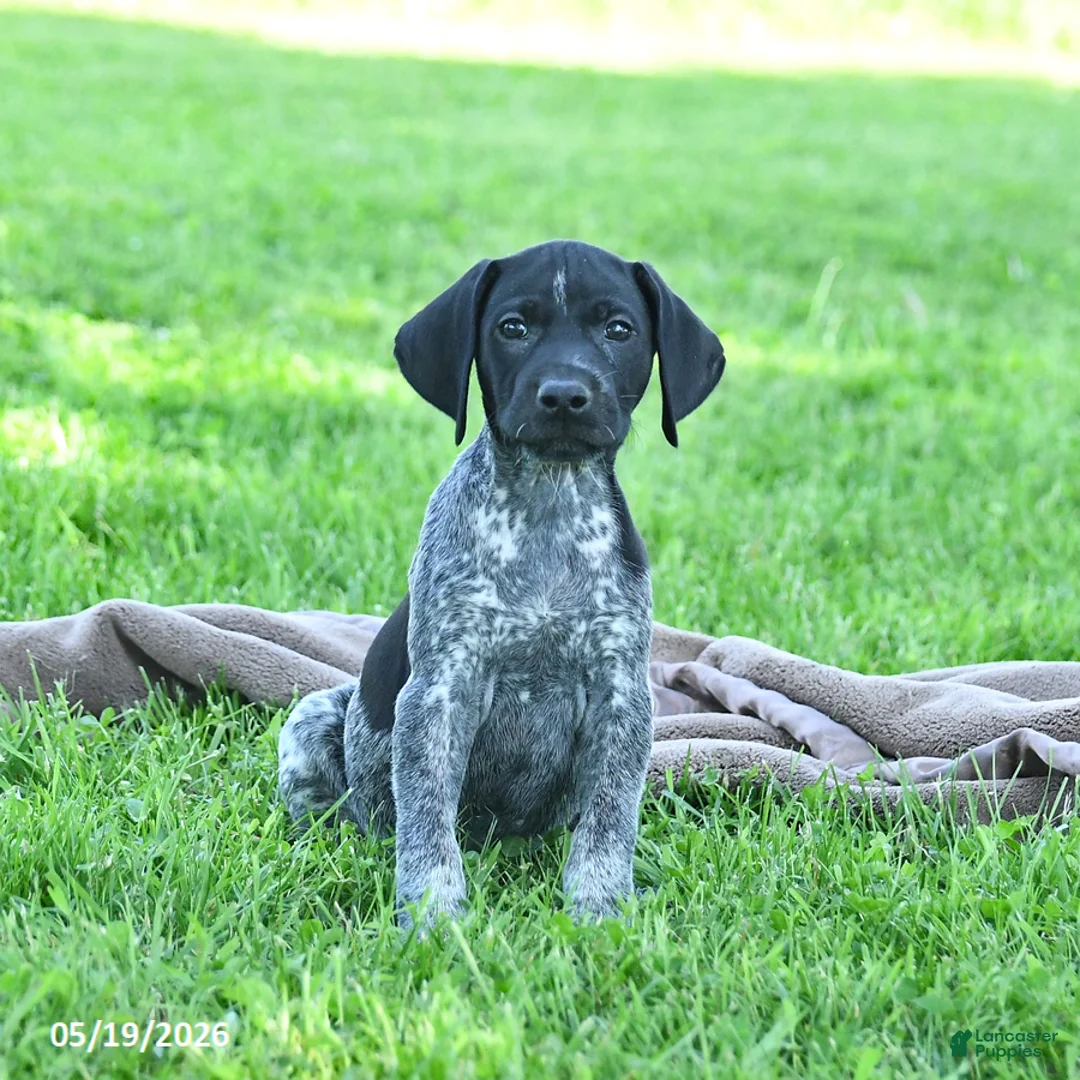 German Shorthaired Pointer dogs for sale: Rocky - Ad 1