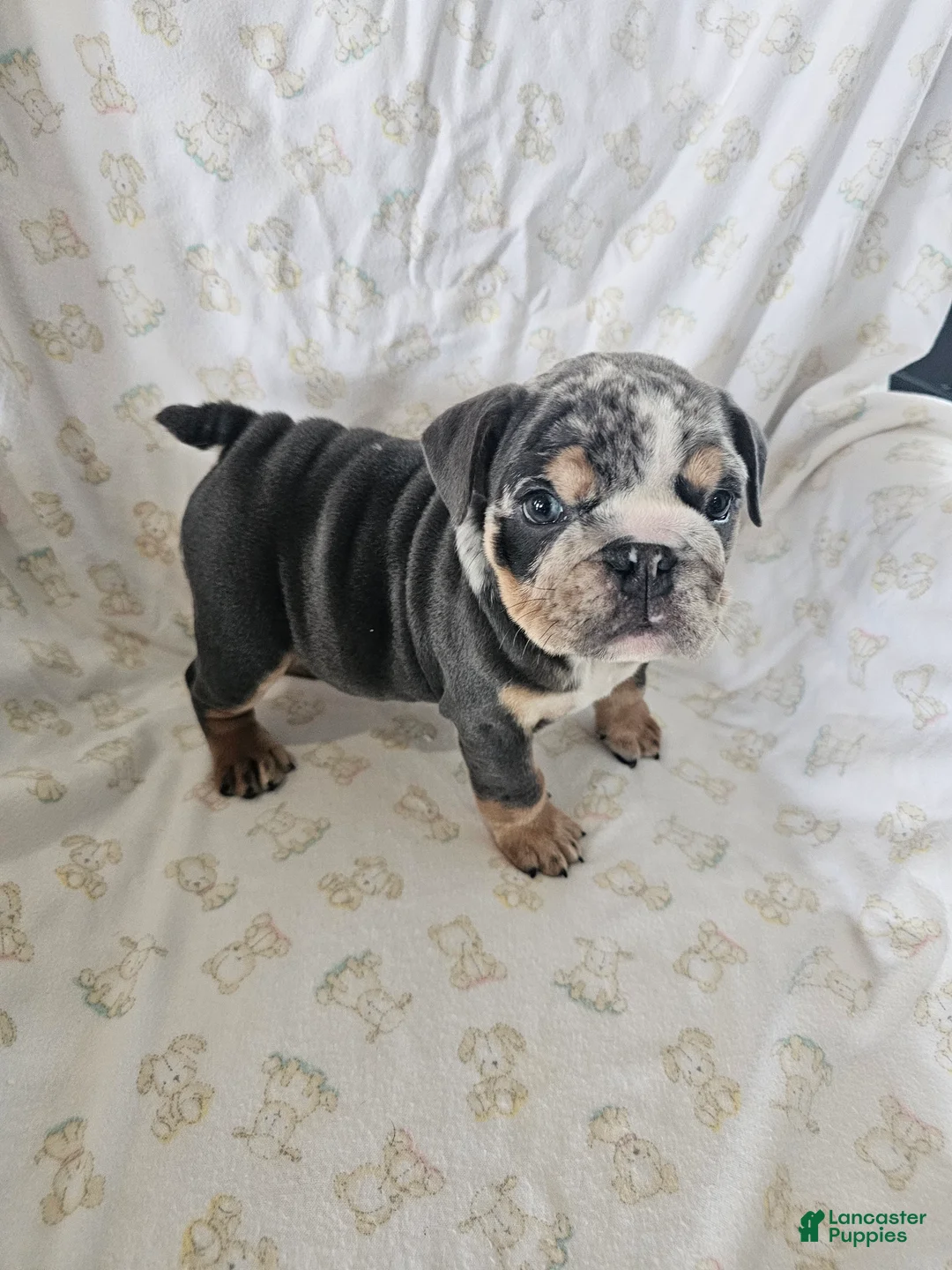 English Bulldog dogs for sale: English Bulldog Puppy 2 - Ad 6
