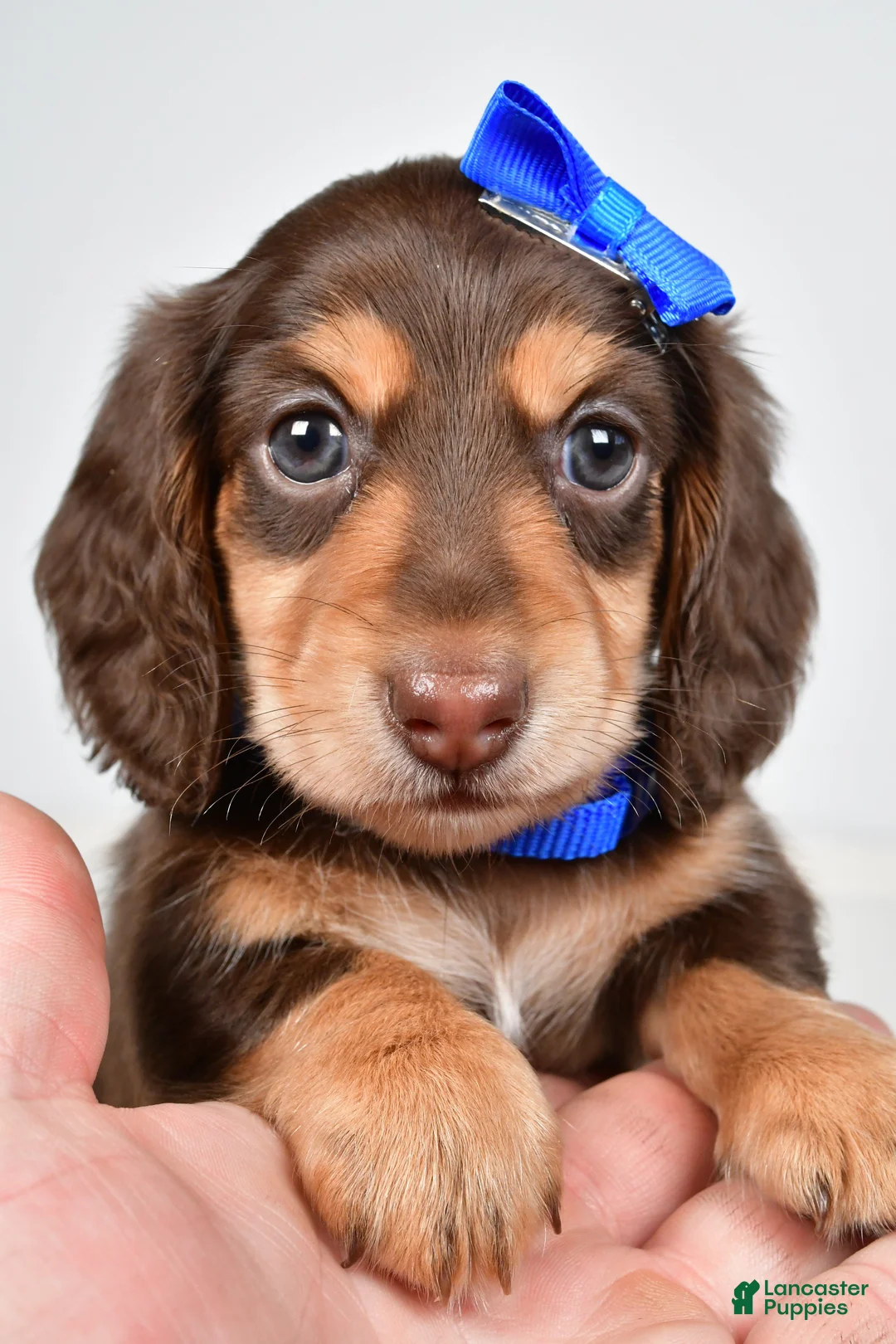 Miniature Dachshund dogs for sale: Skipper - Ad 2