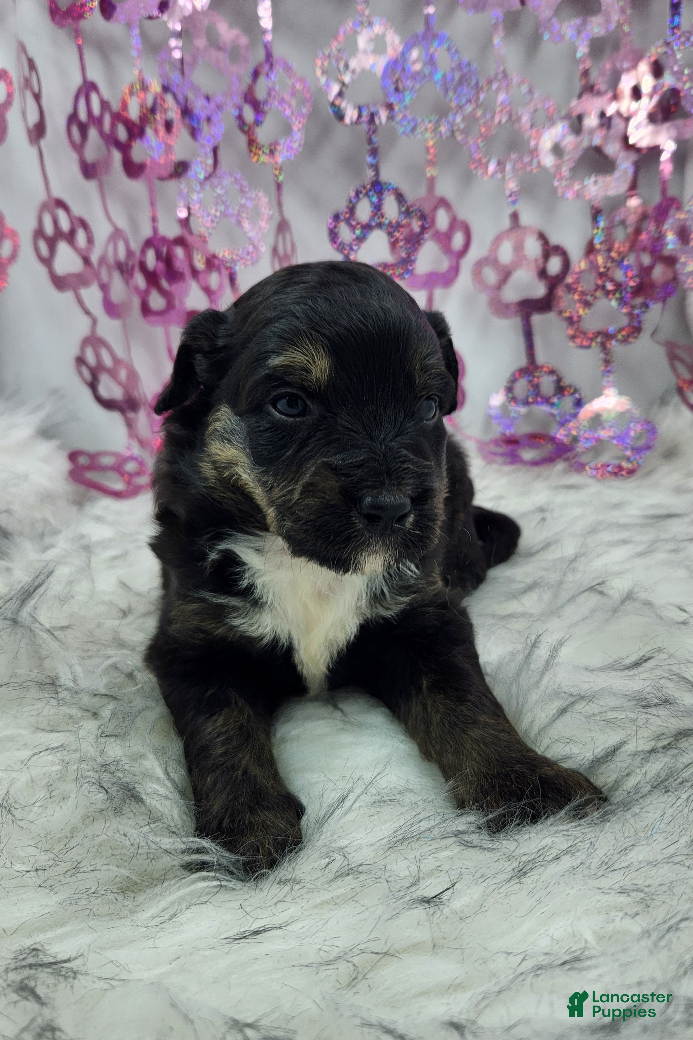 Mini Aussiedoodle dogs Mini Aussiedoodle Puppy 3 - Ad 37